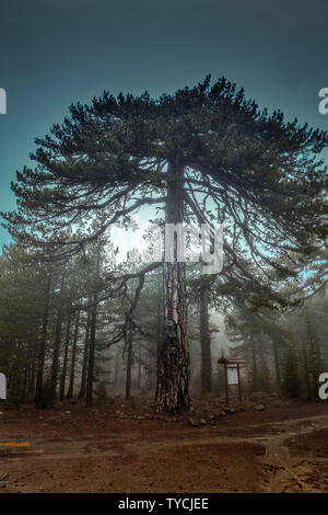 Schwarzkiefern (Pinus nigra Subsp pallasiana), Troodos-Gebirge, Zypern Stockfoto