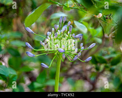 Blaue Schmucklilie (Agapanthus) Blumen in einem Garten. In Jerusalem Israel im Juni fotografiert. Stockfoto