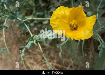 Gelben gehörnten Poppy, Kreta, Griechenland, Europa, (Glaucium flavum) Stockfoto