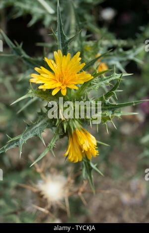 Feld säen - Thistle, Kreta, Griechenland, Europa, (Sonchus arvensis) Stockfoto