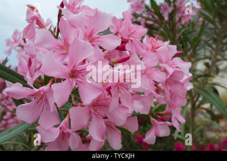 Oleander, Aradena Schlucht, Kreta, Ionisches Meer, Griechenland, Europa, (Nerium oleander) Stockfoto