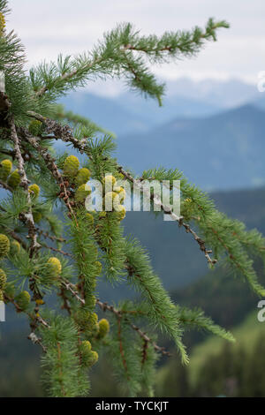 Männliche Lärche Kegel, Bayerische Alpen, Oberbayern, Bayern, Deutschland, (Larix decidua) Stockfoto