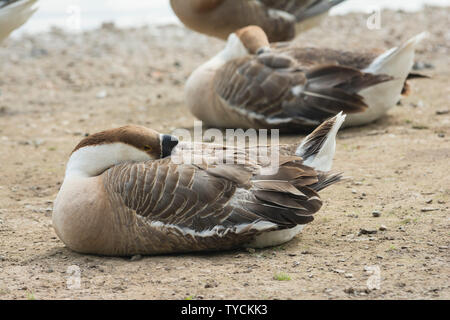 Chinesische Gans, neckartal, Ludwigsburg, poppenweiler, Zugwiesen, Vogelschutzgebiet, Baden-Württemberg, Deutschland, (Anser cygnoides) Stockfoto