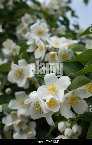 Süße mock orange, Hohenlohe, Baden-Württemberg, Heilbronn-franken, Deutschland, (Cornus alba 'Sibirica coronarius) Stockfoto