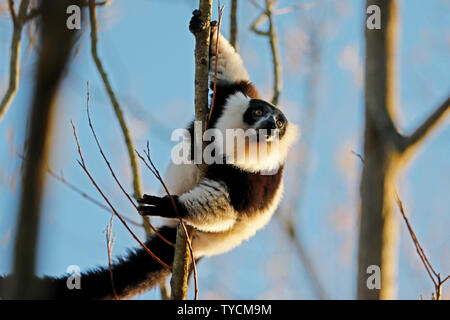 Schwarz-weiße Vari (Varecia variegata), Captive Stockfoto