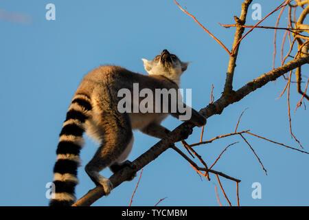 Ring-tailed Lemur (Lemur catta), Captive Stockfoto