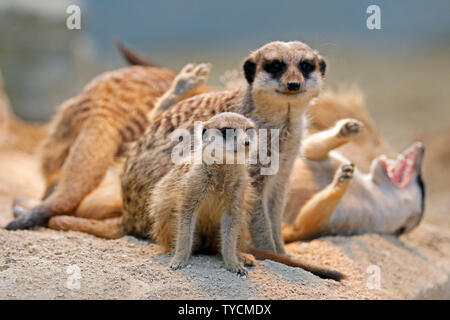 Erdmännchen (Suricata suricatta), Captive Stockfoto