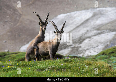 Steinböcke, Capra ibex, Nationalpark Hohe Tauern, Kärnten, Österreich Stockfoto