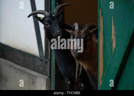 Pygmy goat, Velbert, Deutschland, Europa Stockfoto