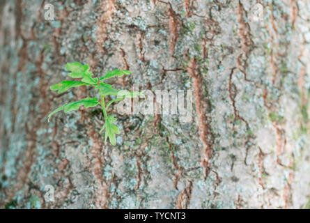 Eiche, Nordrhein-Westfalen, Deutschland, Europa, (Quercus robur) Stockfoto