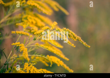 Kanada Goldrute, Nordrhein-Westfalen, Deutschland, Europa, (Solidago canadensis) Stockfoto