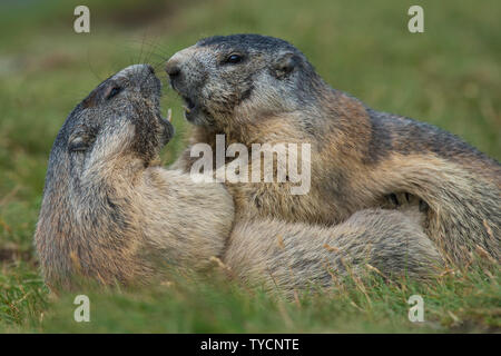 Alpine Marmot, Marmota marmota, Nationalpark Hohe Tauern, Kärnten, Österreich Stockfoto