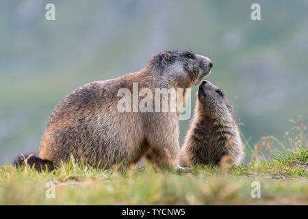 Alpine Marmot, Marmota marmota, Nationalpark Hohe Tauern, Kärnten, Österreich Stockfoto