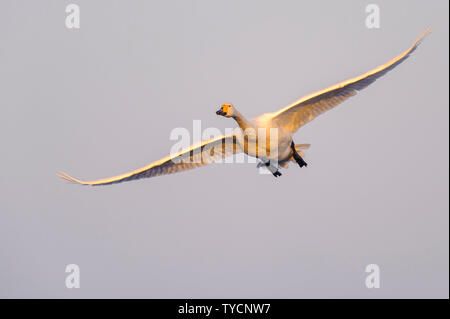 Singschwan (Cygnus Cygnus) Goldenstedter Moor, Niedersachsen, Deutschland Stockfoto