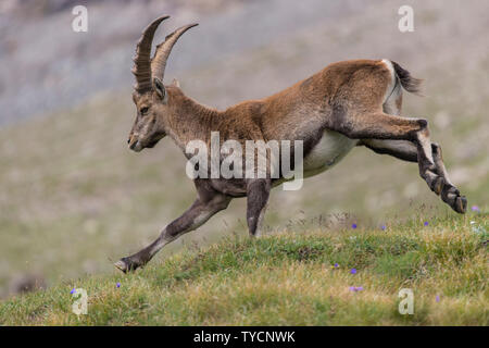 Steinböcke, Capra ibex, Nationalpark Hohe Tauern, Kärnten, Österreich Stockfoto