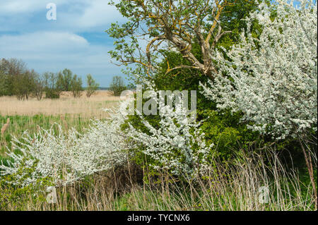Blackthorn Hedge, Mecklenburg Western-Pomerania, Deutschland, Prunus Spinosa Stockfoto