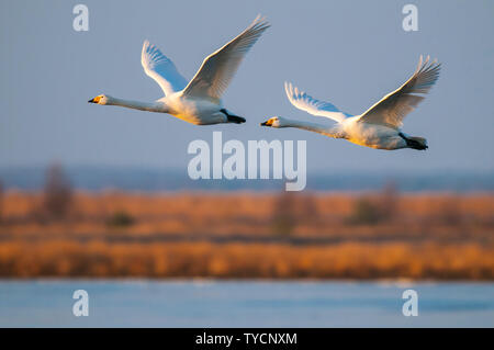 Singschwaene, (Cygnus Cygnus) Goldenstedter Moor, Niedersachsen, Deutschland Stockfoto