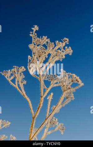 Schafgarbe Achillea spec. Stockfoto