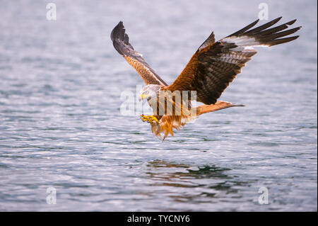 Rotmilan Milvus milvus Stockfoto