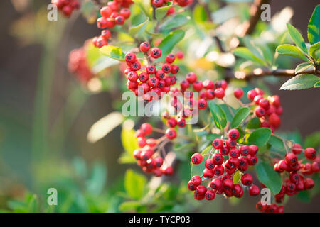 Firethorn, Nordrhein-Westfalen, Deutschland, Europa, (holzbär spec.) Stockfoto