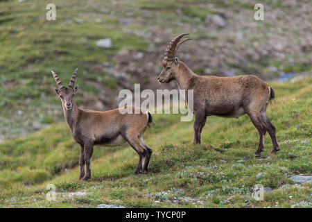 Steinböcke, Capra ibex, Nationalpark Hohe Tauern, Kärnten, Österreich Stockfoto