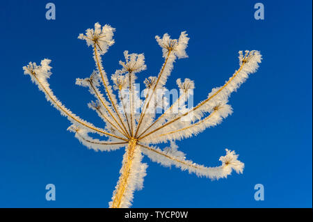 Schafgarbe Achillea spec. Stockfoto