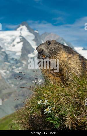 Alpine Marmot, Marmota marmota, Nationalpark Hohe Tauern, Kärnten, Österreich Stockfoto