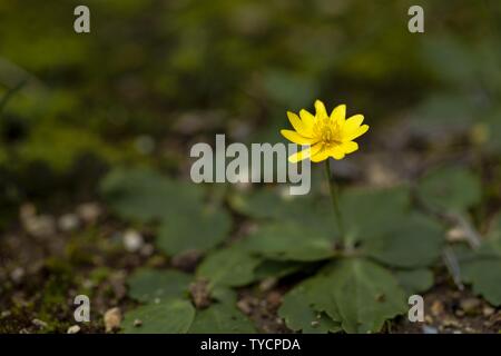 Herbstbutterschale, Goldener Knopf, Ranunculus bullatus Stockfoto