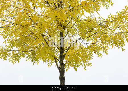 Pekannussbaum, (Carya illinoinensis), im Herbst Stockfoto