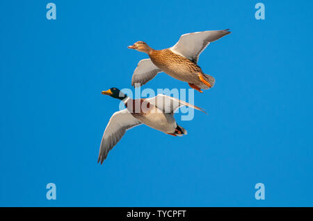 Stockenten, Niedersachsen, Deutschland, Anas platyrhynchos Stockfoto