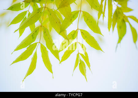 Pekannussbaum, (Carya illinoinensis), im Herbst Stockfoto