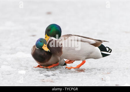 Stockente, Erpel, Niedersachsen, Deutschland, Anas platyrhynchos Stockfoto