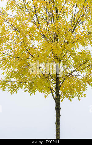 Pekannussbaum, (Carya illinoinensis), im Herbst Stockfoto