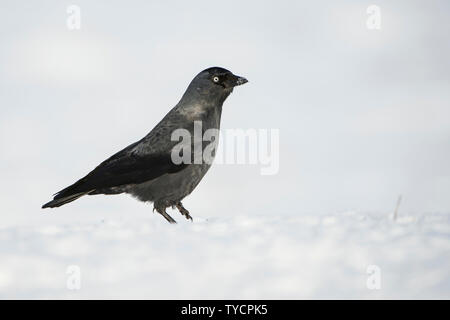 Dohle, Corvus monedula Stockfoto