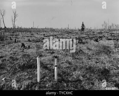 Foto von Plantage Nummer 17 in Glidden Ranger District; Umfang und Inhalt: Original Bildunterschrift: Plantation #17, Glidden RD. Weiß gepflanzt Frühling 1940 Fichte, 2-2 lieferbar. Stockfoto