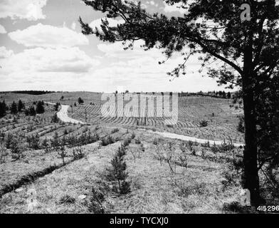 Foto von Plantage Nummer 45 B in Washburn Ranger District; Umfang und Inhalt: Original Bildunterschrift: Plantation #45 B. Washburn RD. 2-0 Jack Pine in Furchen gepflanzt, Herbst 1937. Kamera Nummer 36. Stockfoto