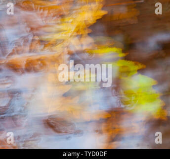 Eiche - ROBLE, Saja-Besaya Ucieda Wald, Naturpark, Kantabrien, Spanien, Europa Stockfoto