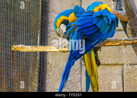 Ein Paar von Blau und Gold Aras auf einem Zweig posing Stockfoto