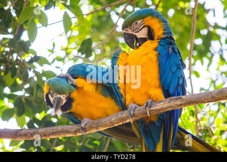 Ein Paar von Blau und Gold Aras auf einem Zweig posing Stockfoto