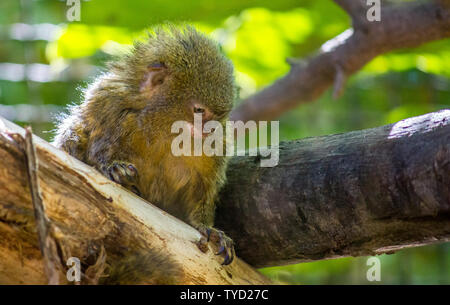 Ein Pygmäe marmoset, Cebuella pygmaea, auf einem Zweig der Baumstruktur Stockfoto