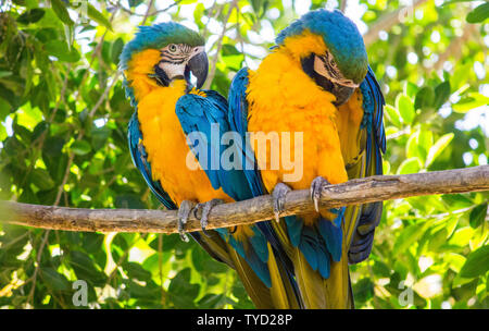 Ein Paar von Blau und Gold Aras auf einem Zweig posing Stockfoto