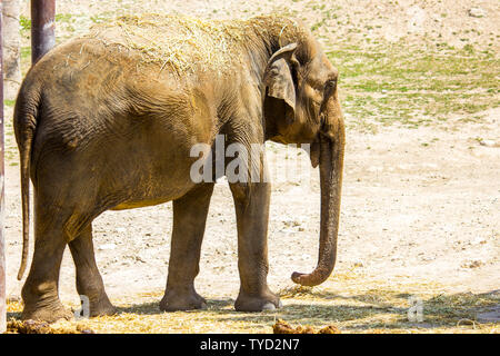 Eine asiatische Elefanten im Zoo Stockfoto