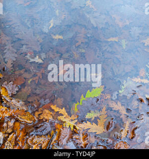 Eiche - ROBLE, Saja-Besaya Ucieda Wald, Naturpark, Kantabrien, Spanien, Europa Stockfoto