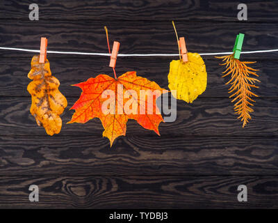 Herbst Blätter auf die wäscheleine auf hölzernen Hintergrund gehängt. Stockfoto