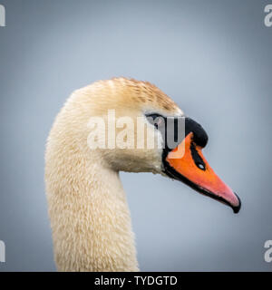 Schöne Familie der Höckerschwäne, Eltern und Jugendliche im Wilden - Donau Delta Rumänien isoliert Stockfoto