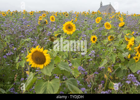 Bereich der Phacelia und Sonnenblumen durch Boarhills Kirche, St Andrews, Fife, Schottland. Stockfoto