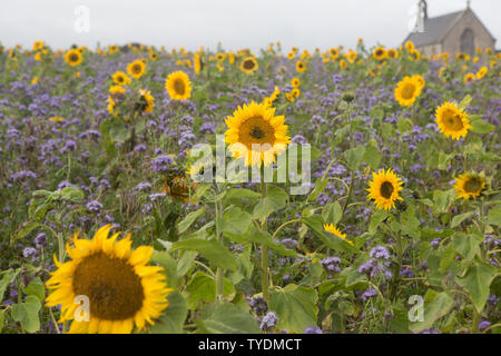 Bereich der Phacelia und Sonnenblumen durch Boarhills Kirche, St Andrews, Fife, Schottland. Stockfoto