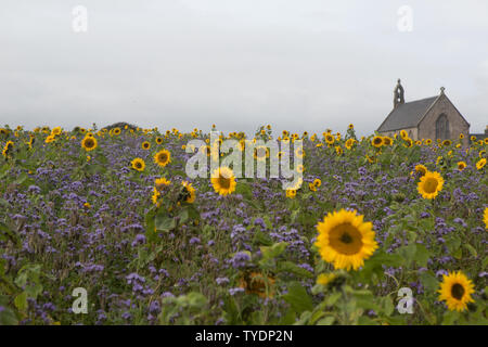 Bereich der Phacelia und Sonnenblumen durch Boarhills Kirche, St Andrews, Fife, Schottland. Stockfoto