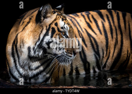 Bengalische Tigerin Abkühlung im Wasser Stockfoto