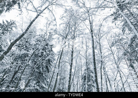 Natürliche Hintergrund Foto mit europäischen Wald im Winter. Verschneite Bäume über weißen Himmel Stockfoto